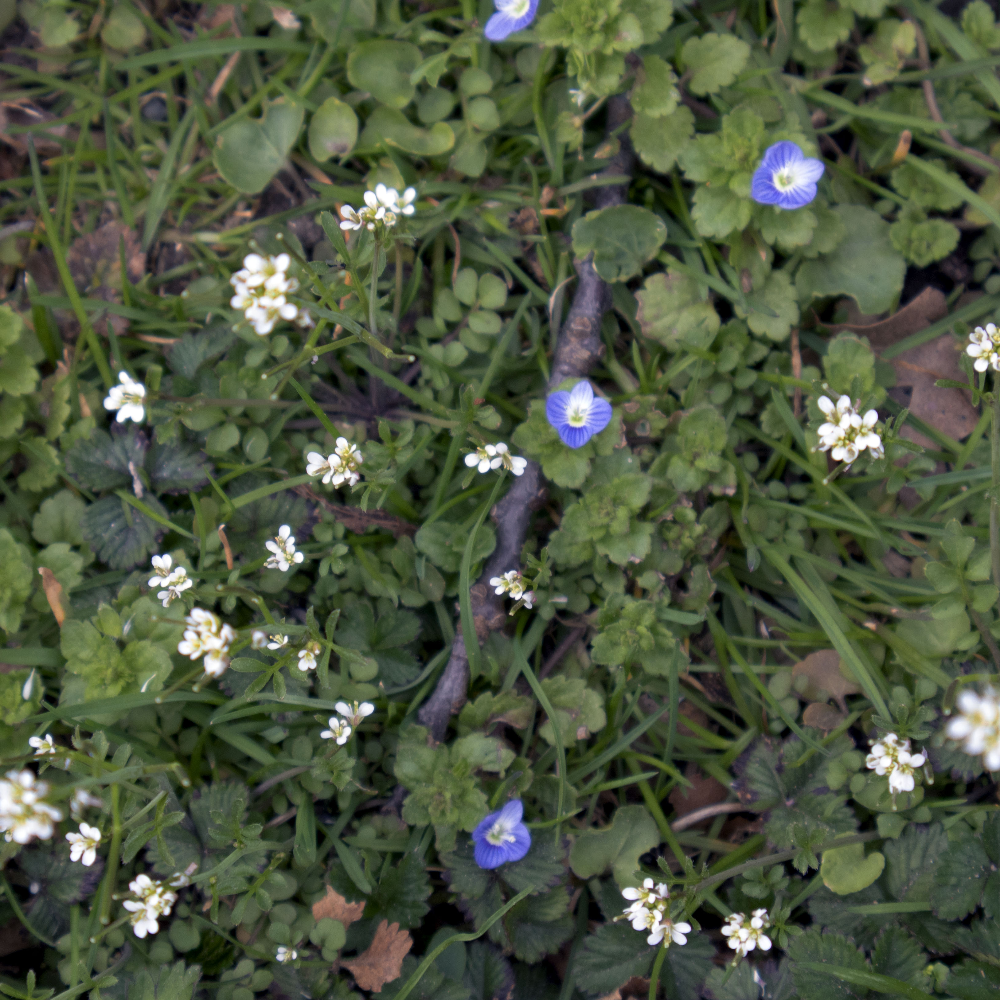 blue and white flowers in green weeds/grass